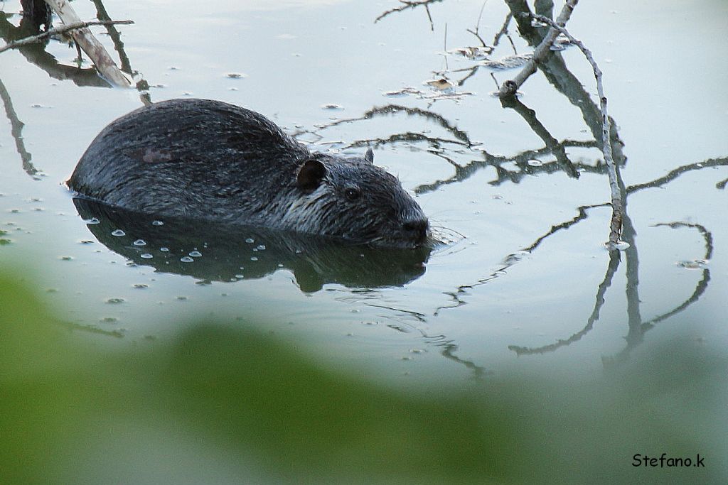 Nutria